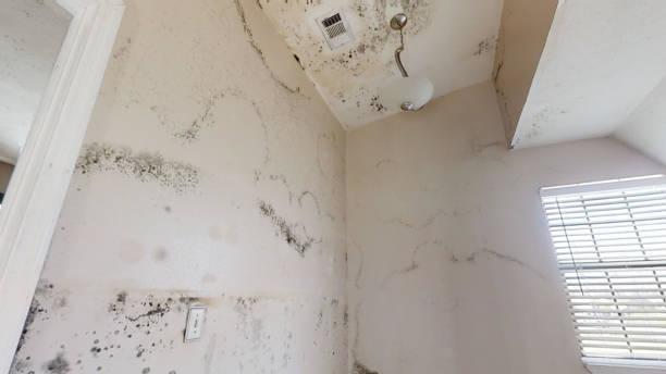 Best Mold Remediation for Rental Properties  in Rockcreek, OR